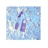 ToysHeart Inspiration Big Vibro Bullet - Purple